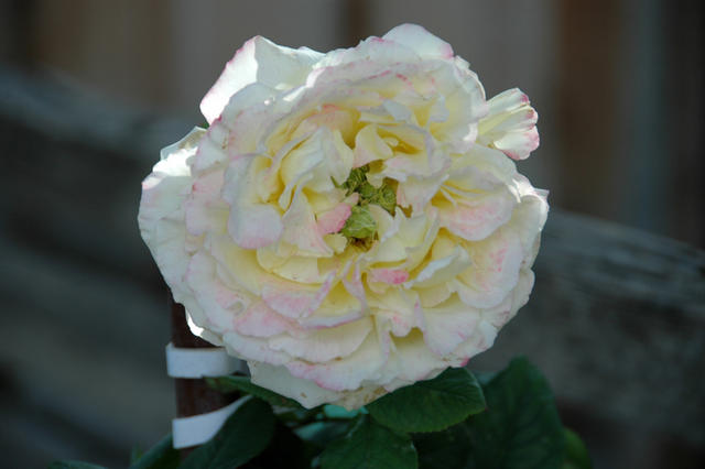 DSC 5294