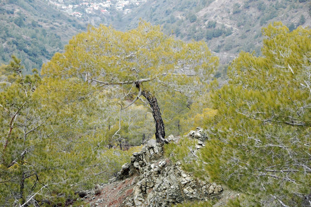 DSC 5450 Góry Troodos