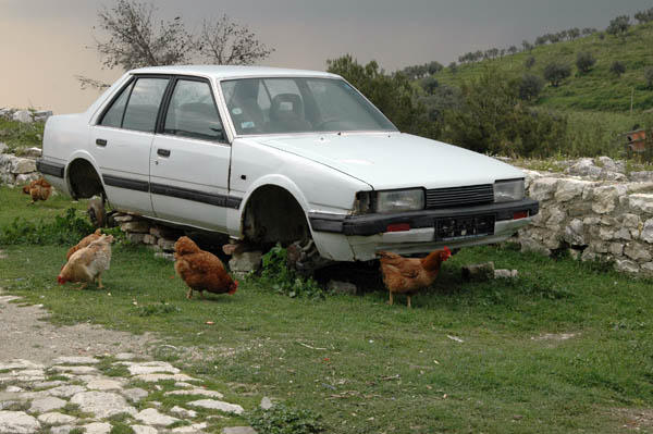Berat (55)