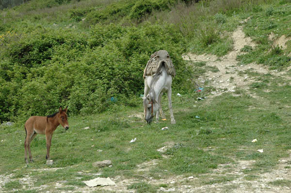 Berat (59)