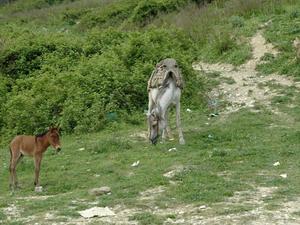 Berat (59)