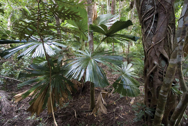Cape Tribulations
