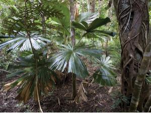 Cape Tribulations