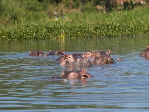 hipopotamy w Liwonde NP