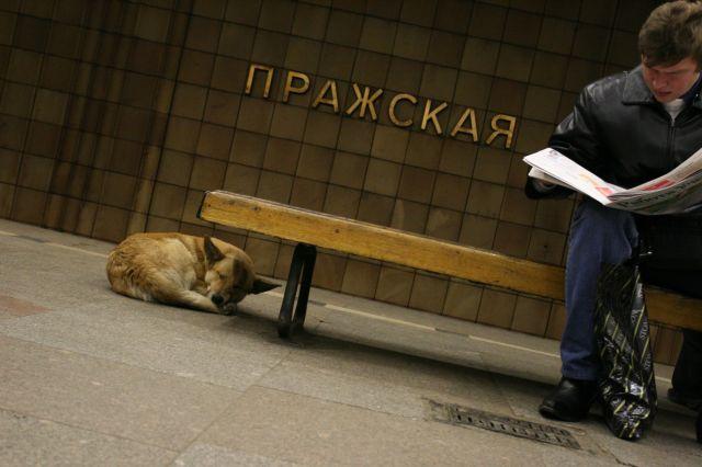 Bezpańskie psy w metrze
