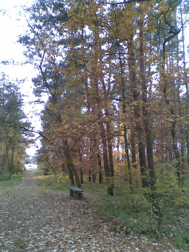 jesień w parku
