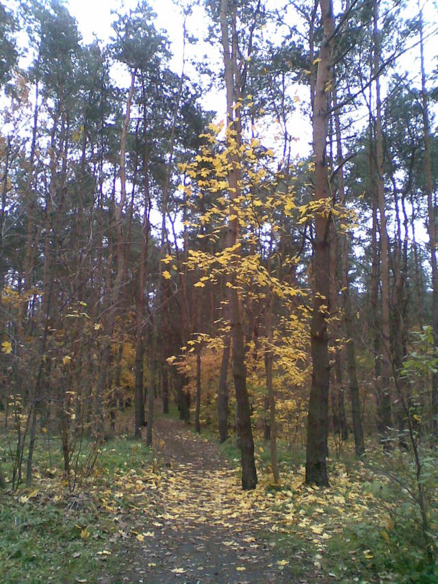 jesień w parku