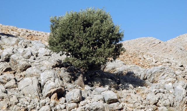 Droga na Nemrut Arsameia (15)