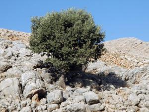 Droga na Nemrut Arsameia (15)