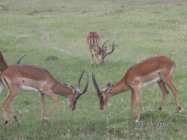 KENIA  2007 Antylopy