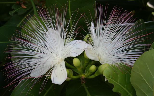 Tajlandia, Wyspa (Koh) Thao, Zat. Tajlandzka