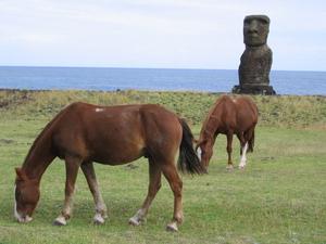 Konie wałęsają się po całej wyspie