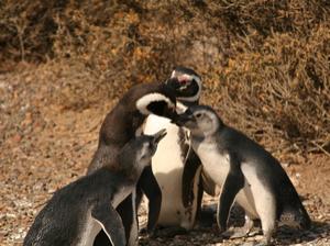 pingwiny magellana