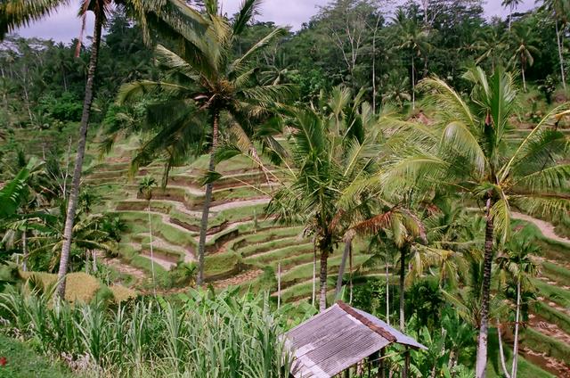 Bali
