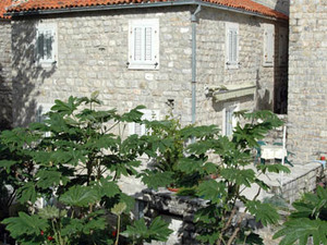 Budva  31 