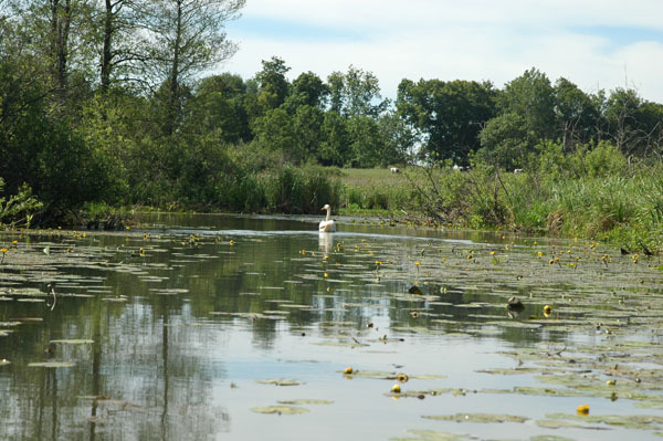Dsc 2327 Spływ rzeczka Ełk