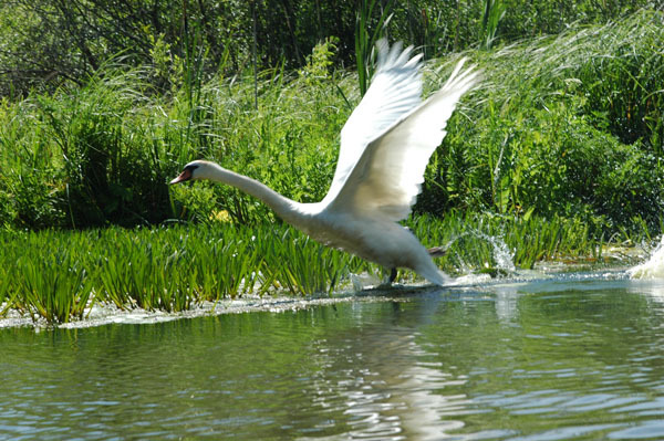 Dsc 2339 Spływ rzeczka Ełk
