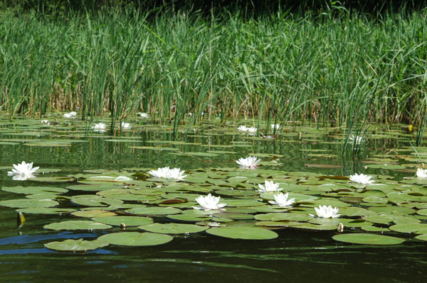 Dsc 2347 Spływ rzeczka Ełk
