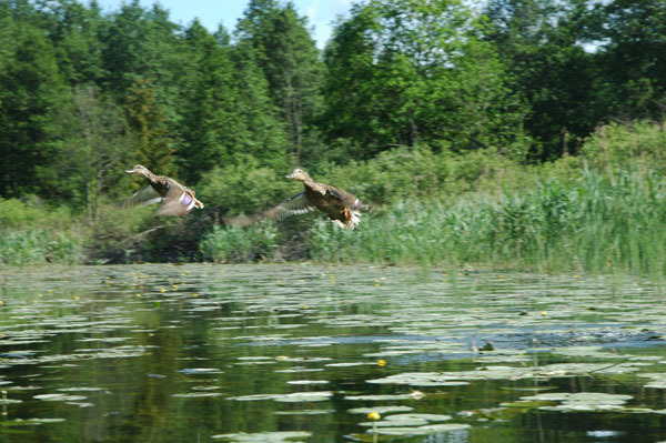 Dsc 2402 Spływ rzeczka Ełk
