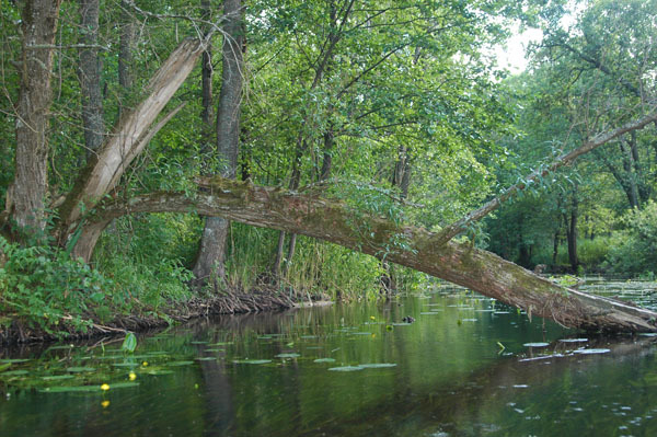 Dsc 2445 Spływ rzeczka Ełk