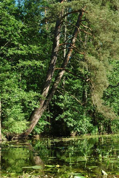 Dsc 2465 Spływ rzeczka Ełk