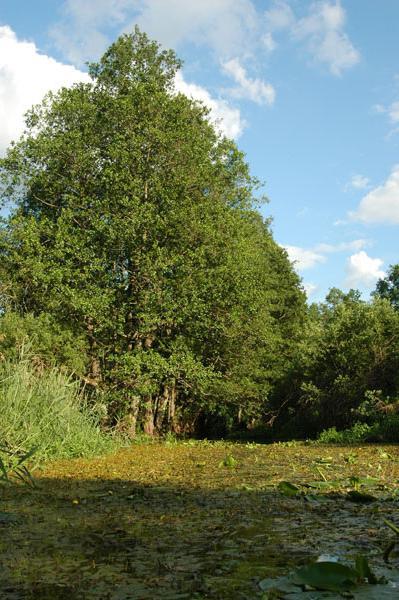 Dsc 2493 Spływ rzeczka Ełk