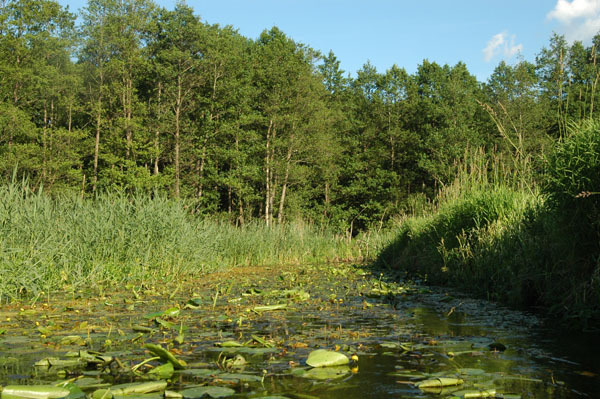 Dsc 2497 Spływ rzeczka Ełk
