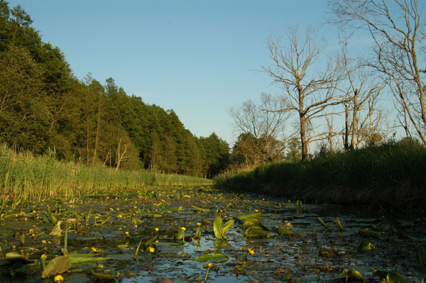 Dsc 2543 Spływ rzeczka Ełk