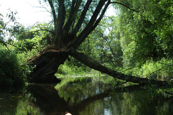 Dsc 2584 Spływ rzeczka Ełk
