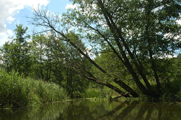 Dsc 2605 Spływ rzeczka Ełk
