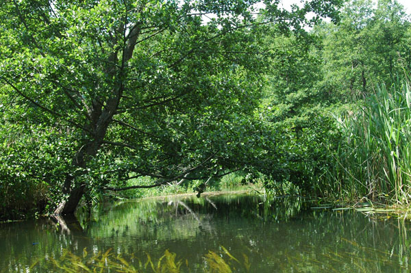 Dsc 2606 Spływ rzeczka Ełk