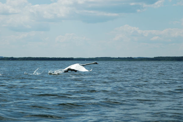 Dsc 2620 Spływ rzeczka Ełk