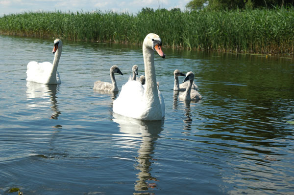 Dsc 2628 Spływ rzeczka Ełk