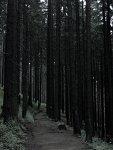 tatrzański las