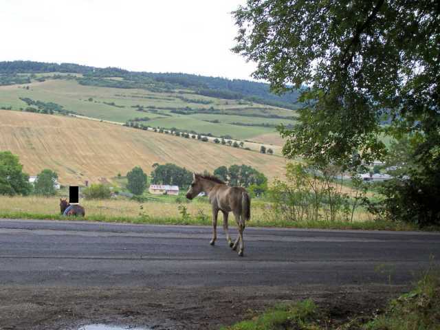 Źrebak na szosie