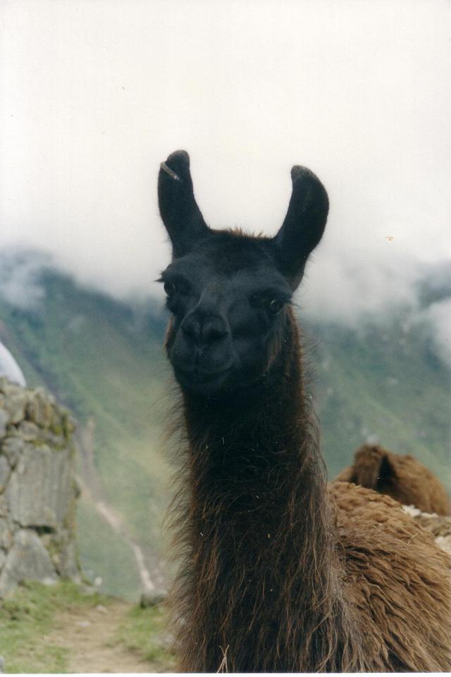 Peru,lama w machu pichcu2