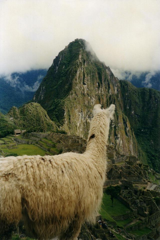 Peru,lama w machu pichcu