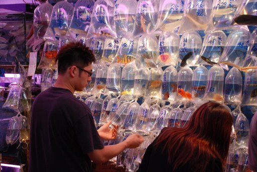 Hong Kong, fish market