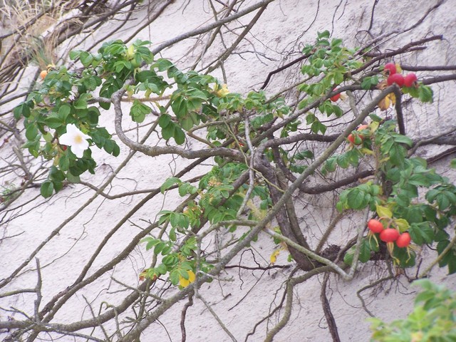 Ustka, 
