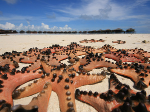 rozgwiazdy na malezyjskiej plaży