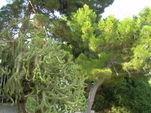 bujna grecka roślinność