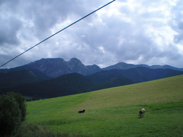 P818008611