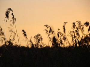 Dsc06407