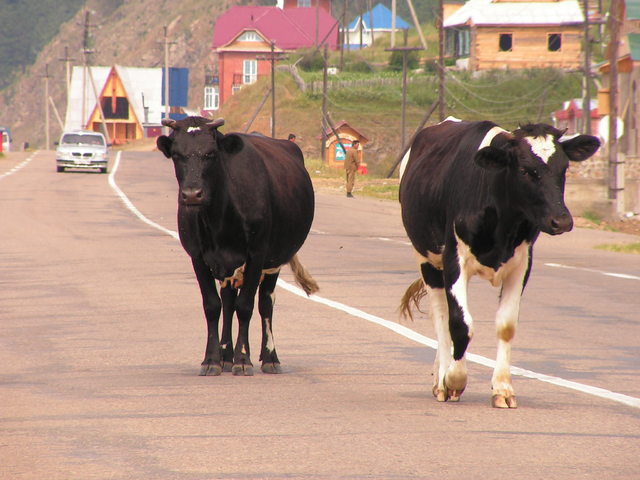 Krowy nad Bajkałem