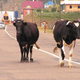 Krowy nad Bajkałem
