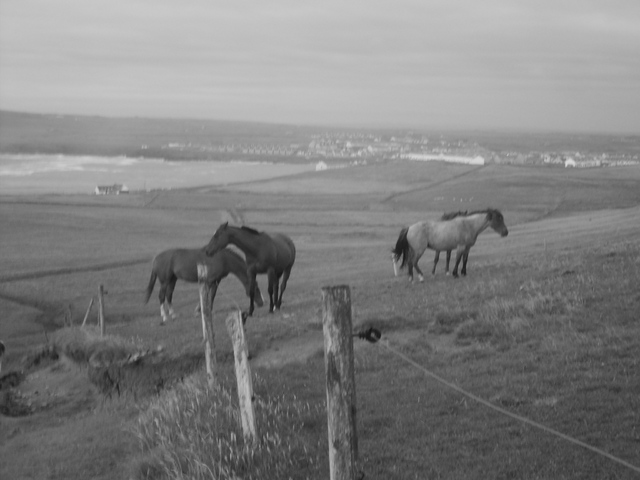 Konie w Kilkee