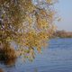Narew