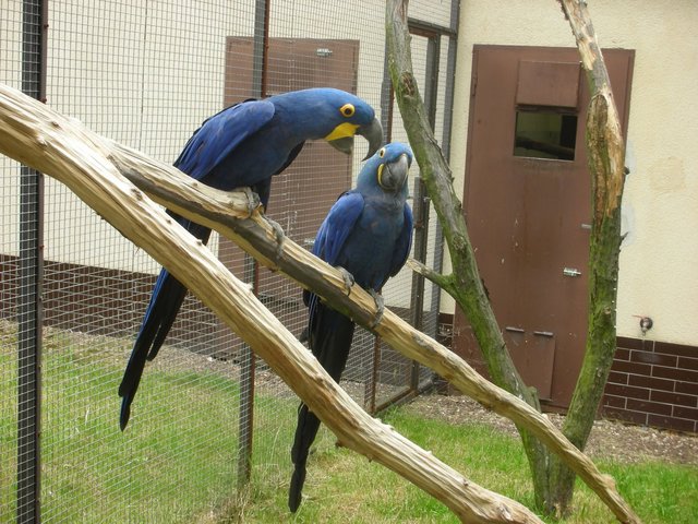 Zwierzęta w Safari Zoo