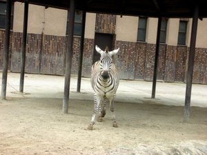Zwierzęta w Safari Zoo