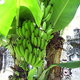 Banany, Bali, Indonezja